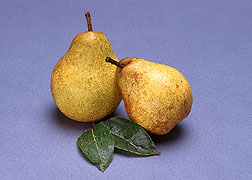 pears.jpg